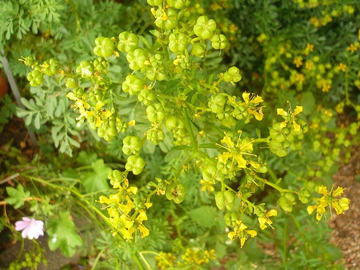 Ruta graveolens (Rutaceae)